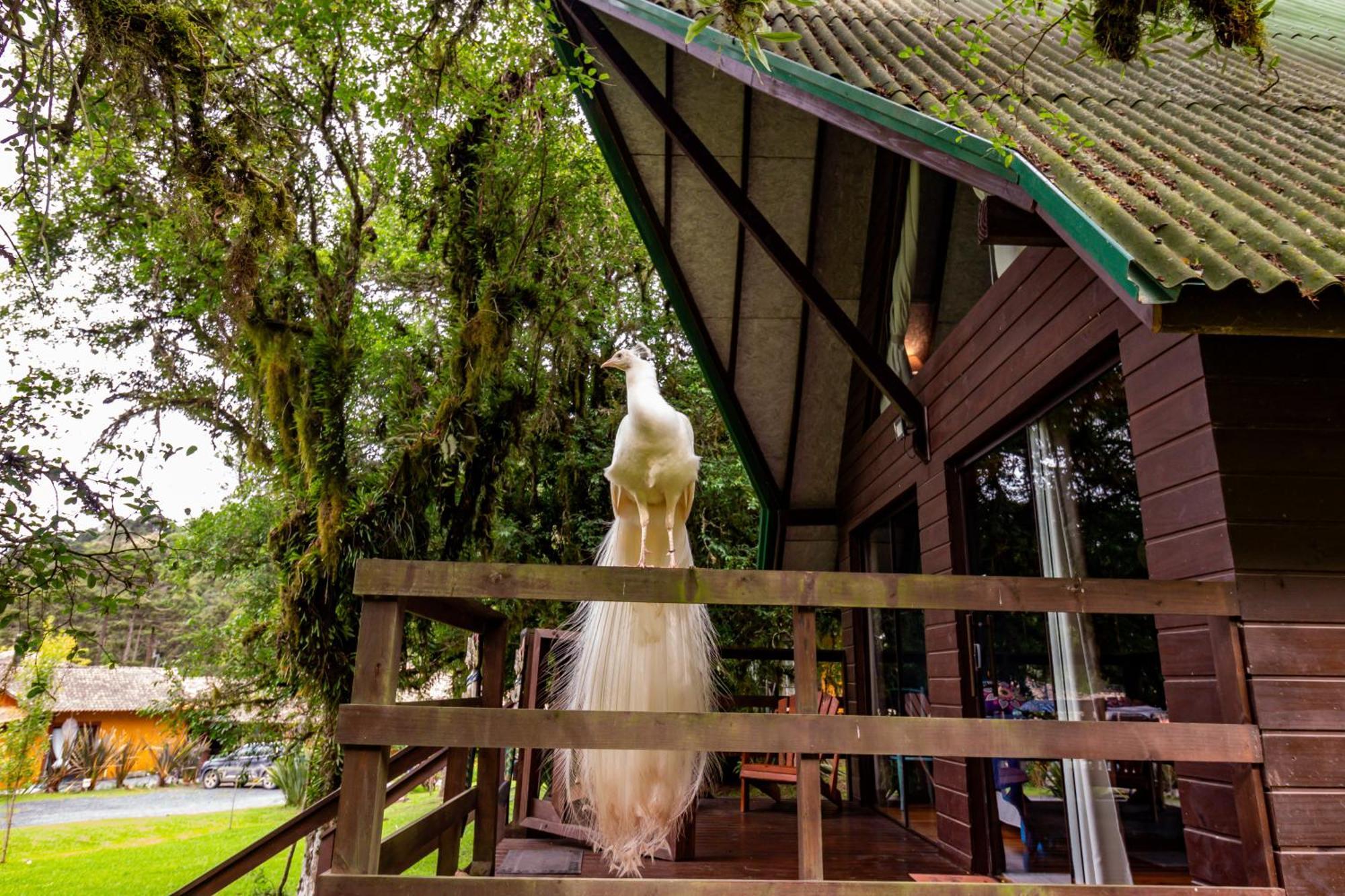 Pousada Jardim Do Buda - Cafe E Piscina Hotel Urubici Kültér fotó